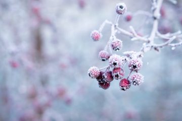 Frozen berries are covered in frost.